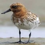 image of bird