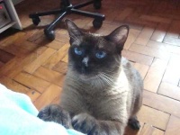 image of siamese #1