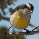 image of bananaquit #12