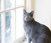 image of animal