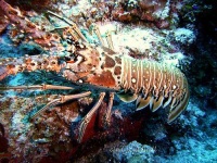 image of spiny_lobster