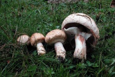 image of mushrooms