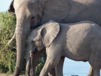 image of animal