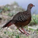 image of bird