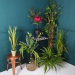image of house_plant