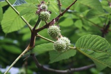image of buckeye