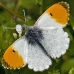 image of animal