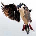 image of bird