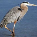 image of blue_heron #5