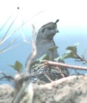 image of quail