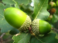 image of acorn