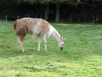 image of llama