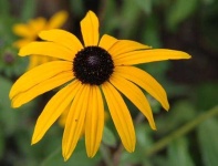 image of flower