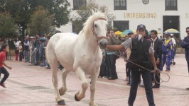 image of animal