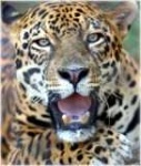 image of jaguar_car