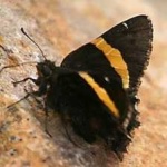 image of banded_butterfly #148