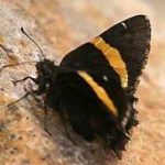 image of animal