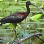 image of bird