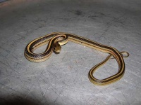 image of garter_snake