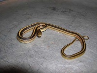 image of garter_snake #3