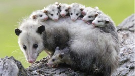 image of possum #35