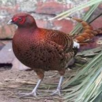 image of bird