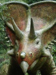 image of triceratops
