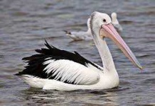 image of animal