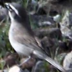 image of bird