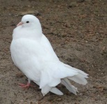 image of dove