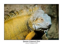image of animal