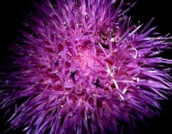 image of cardoon
