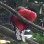 image of red_naped_trogon #32