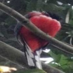 image of bird