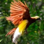 image of bird