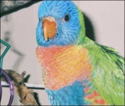 image of lorikeet