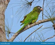 image of parakeet