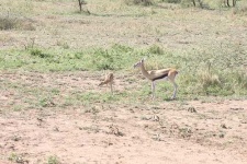 image of gazelle #21