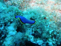 image of flatworm