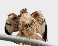 image of kite
