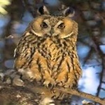 image of bird