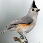 image of bird