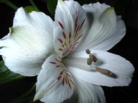 image of flower