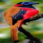 image of bird