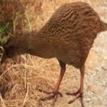 image of bird