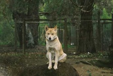 image of dingo