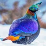 image of bird