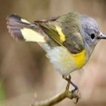 image of bird