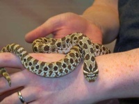 image of hognose_snake #14