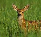 image of grassland